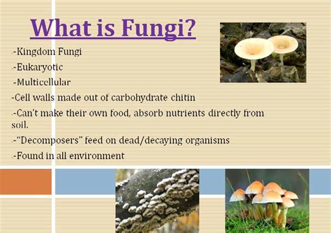 1 list four ways that fungi are similar to plants